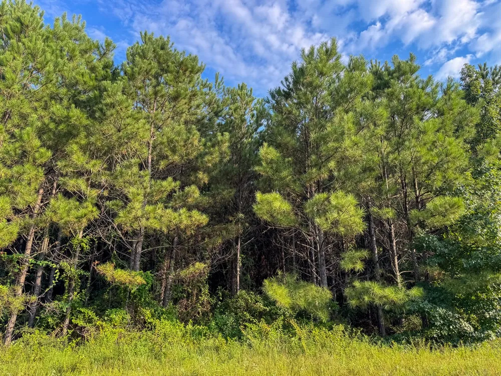 3 Big Hill Fire Tower Road Robeline, LA 71469