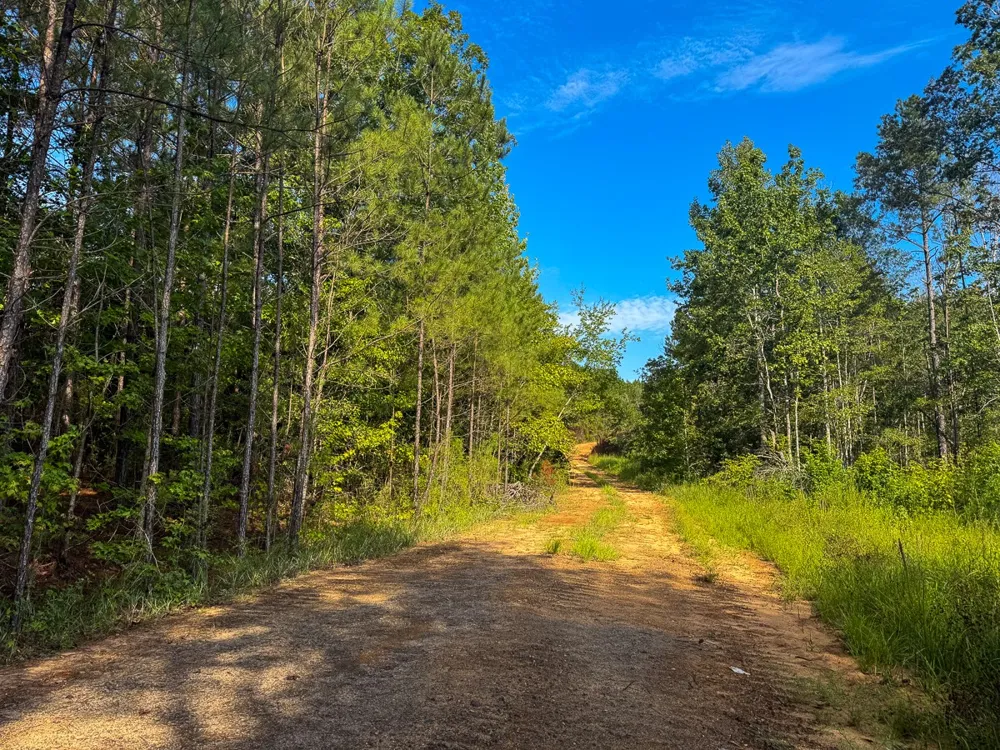 3 Big Hill Fire Tower Road Robeline, LA 71469