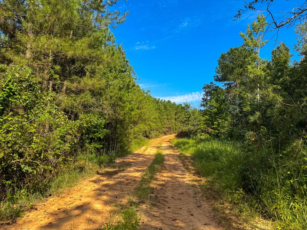 3 Big Hill Fire Tower Road Robeline, LA 71469