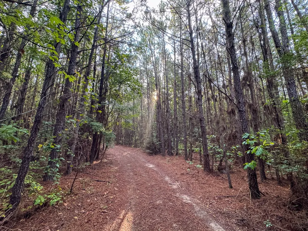 3 Big Hill Fire Tower Road Robeline, LA 71469