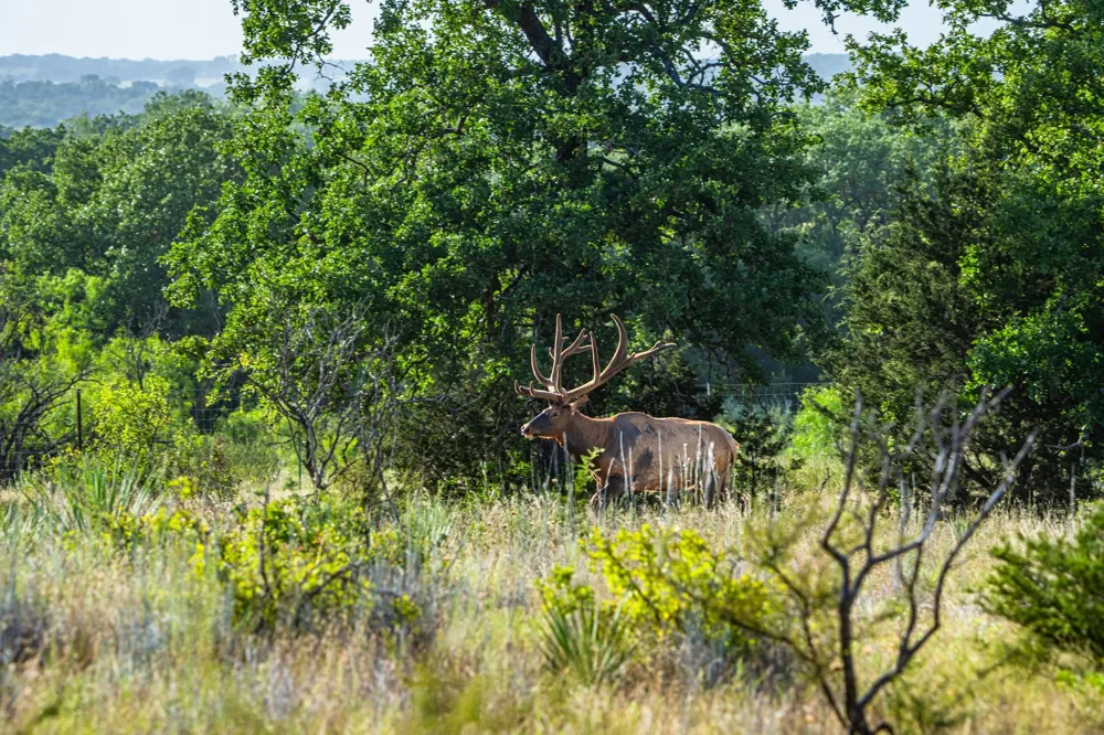 3021 Fm-1689 Comanche, TX 76442