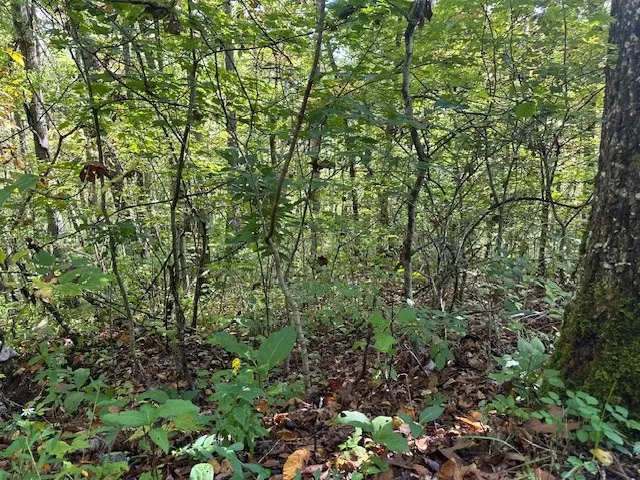 Shady Grove Road Tuckasegee, NC 28783