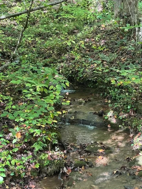 Shady Grove Road Tuckasegee, NC 28783