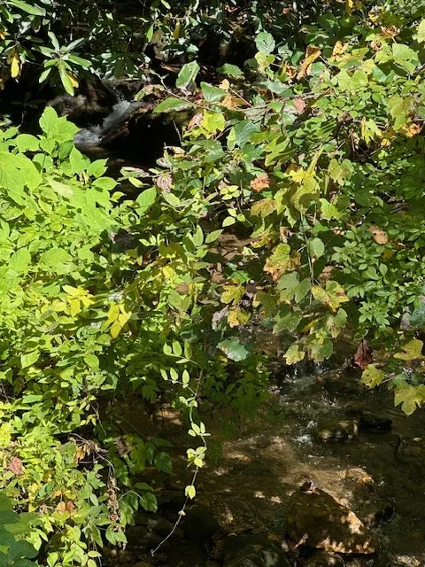 Shady Grove Road Tuckasegee, NC 28783