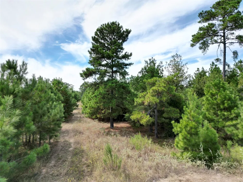 County Road 304 Navasota, TX 77868