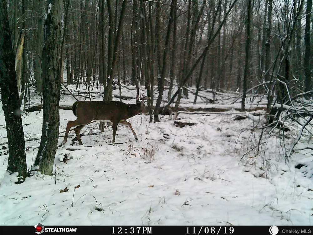 Peakville Road Roscoe, NY 13783