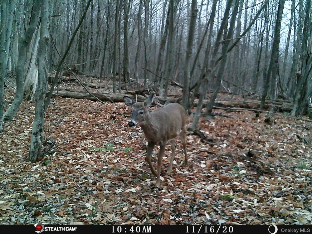 Peakville Road Roscoe, NY 13783