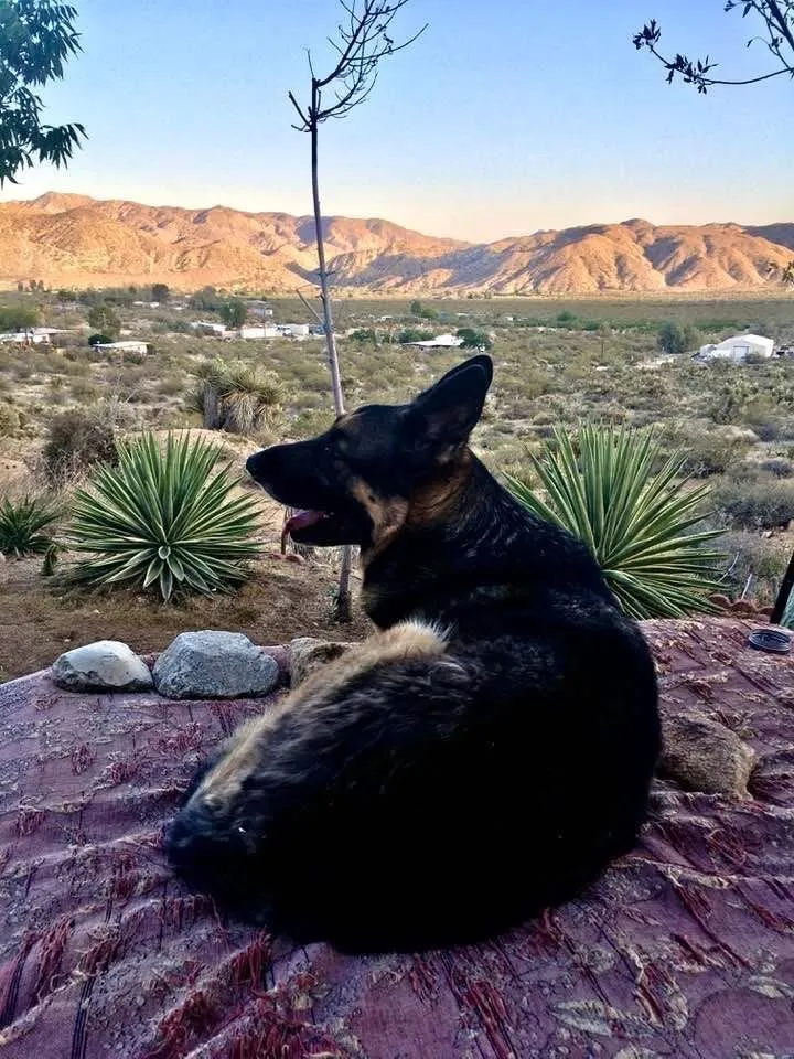 8787 Via La Scala Morongo Valley, CA 92256