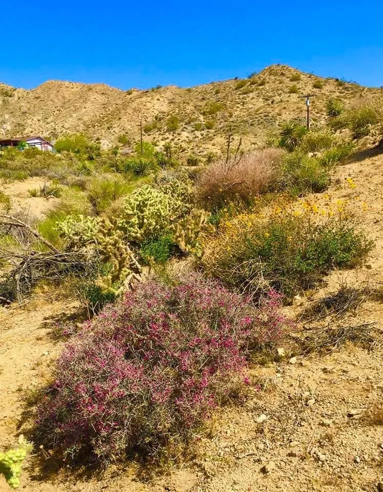 8787 Via La Scala Morongo Valley, CA 92256