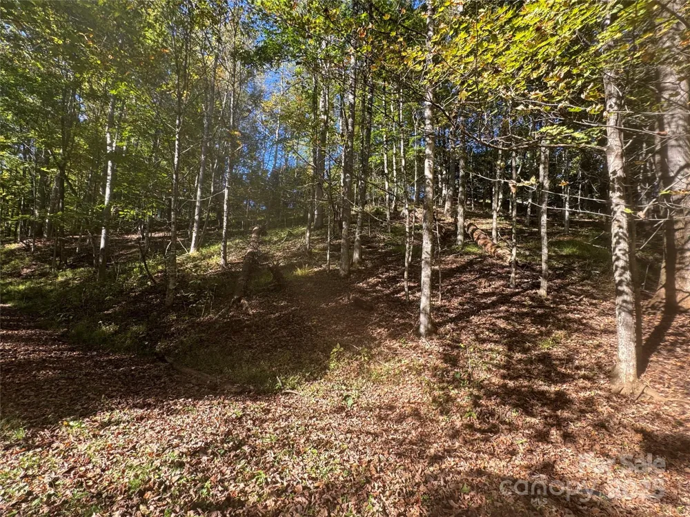 9 Susanna Cove Mars Hill, NC 28754