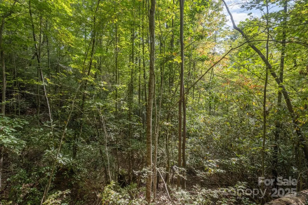 TBD Pine Mountain Trail #M79 Brevard, NC 28712