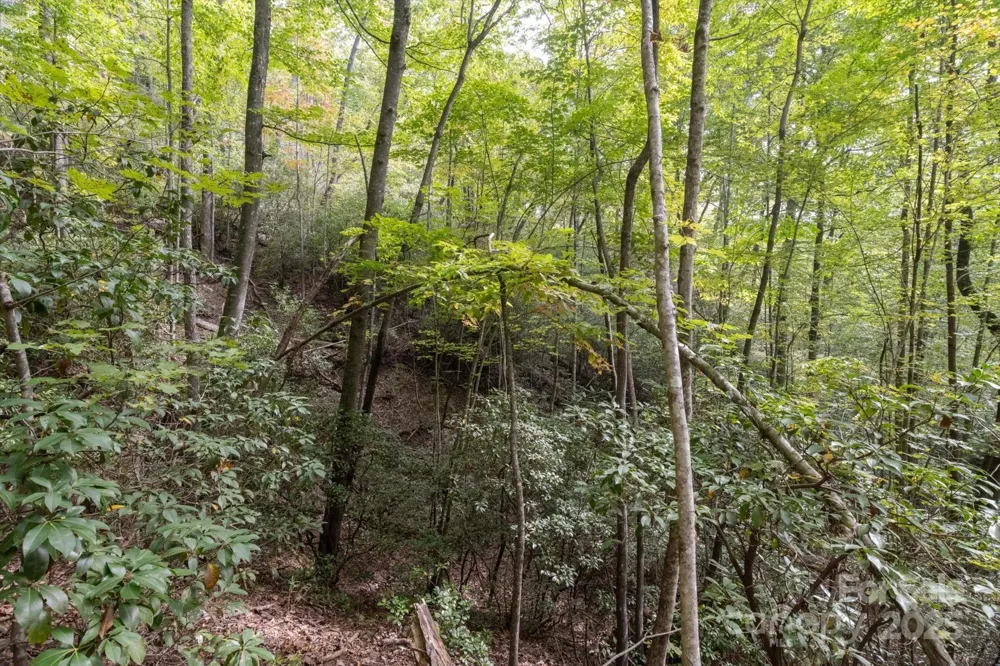 TBD Pine Mountain Trail #M79 Brevard, NC 28712