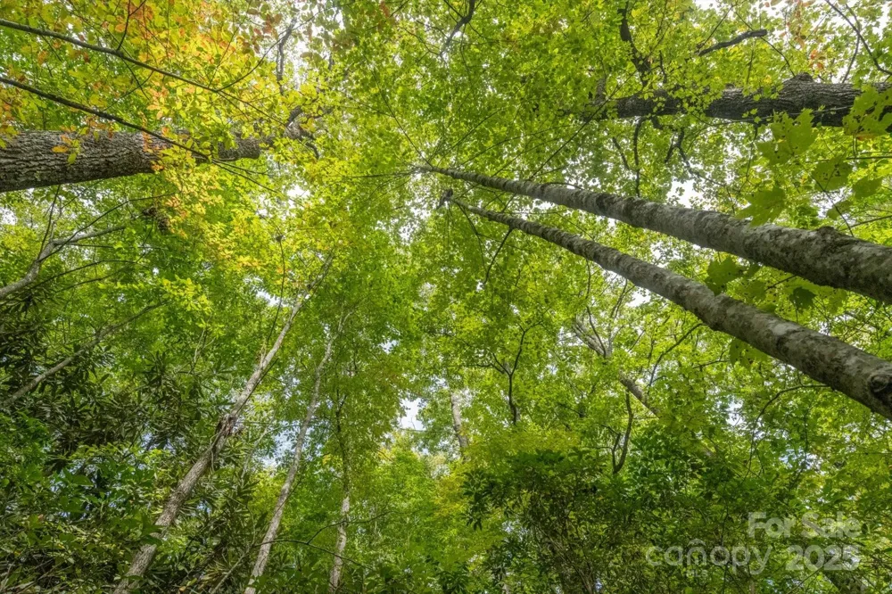 TBD Pine Mountain Trail #M79 Brevard, NC 28712