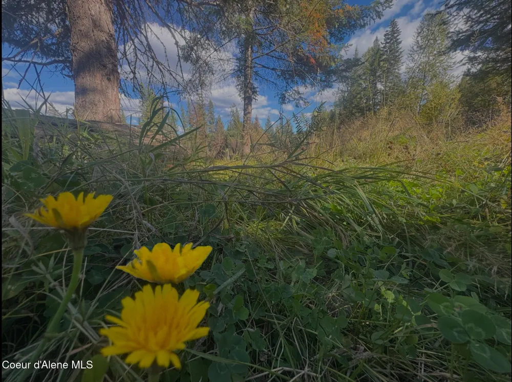 NNA Tanglewood Drive Priest River, ID 83856