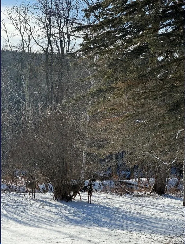170 Maplecrest Road Windham, NY 12496