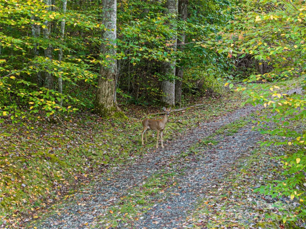 635 Whisper Mountain Drive Leicester, NC 28748
