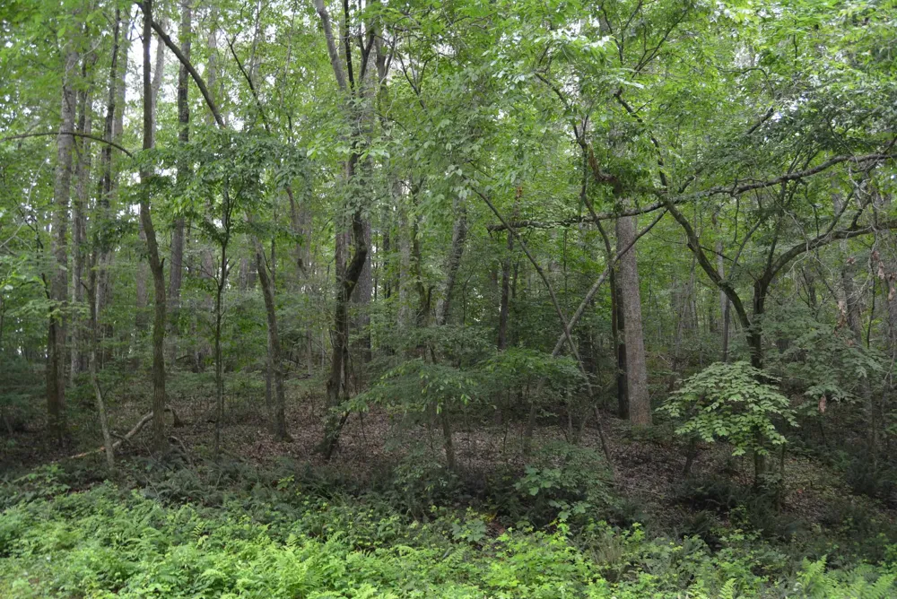 0 Tom Wright Road Franklinton, NC 27525