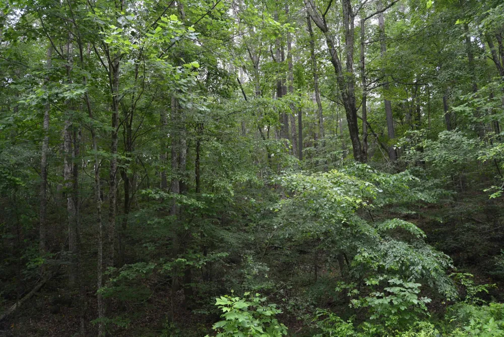 0 Tom Wright Road Franklinton, NC 27525