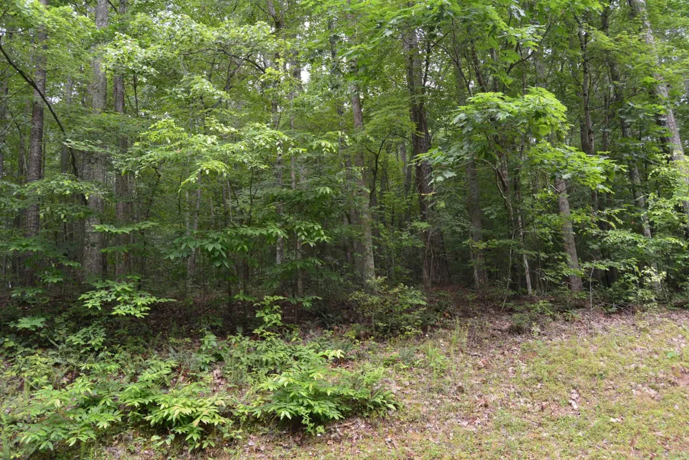 0 Tom Wright Road Franklinton, NC 27525