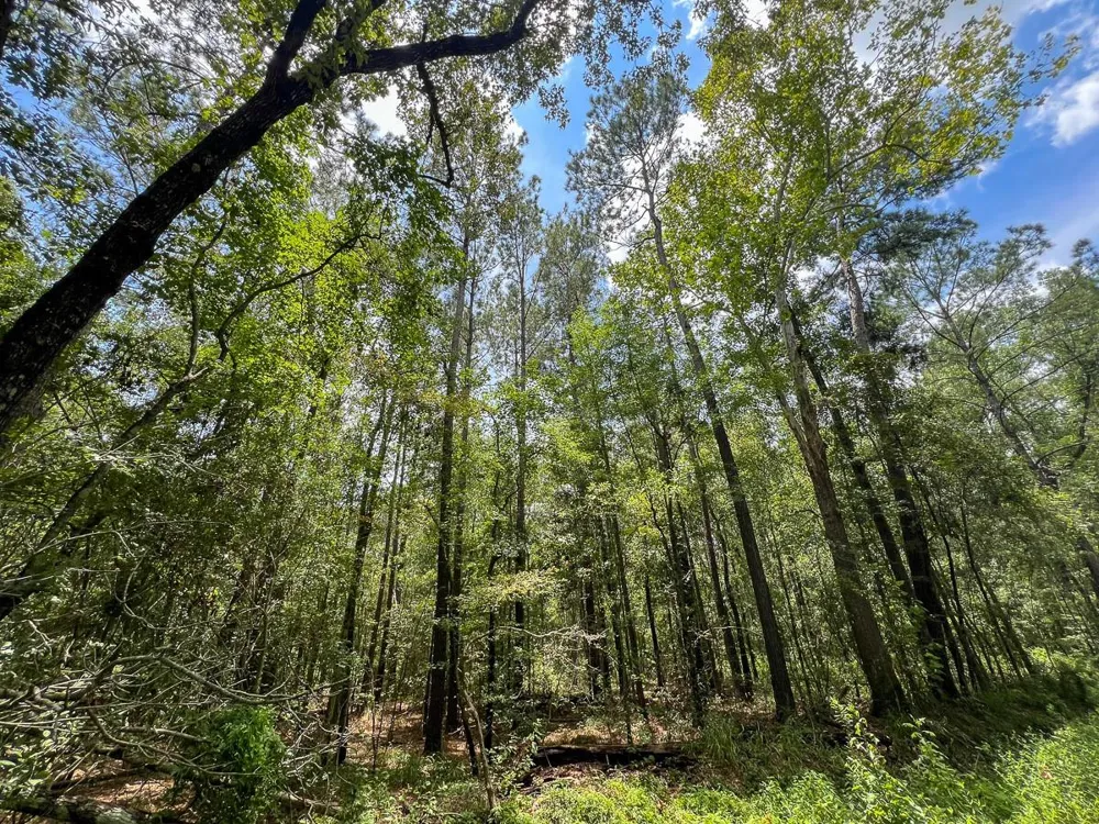 2 County Road 821 Mauriceville, TX 77612