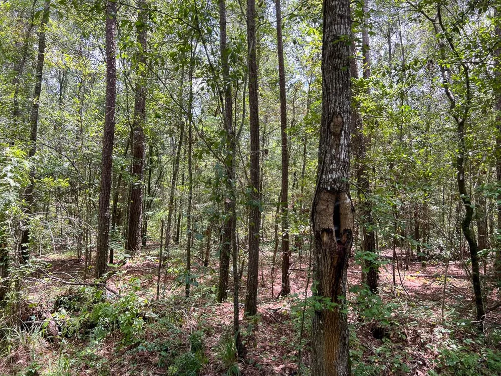 3 County Road 821 Mauriceville, TX 77612
