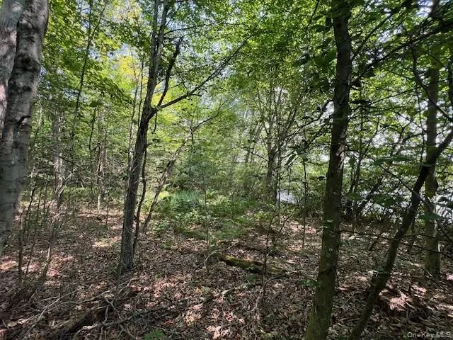 Lot 68 Shore Road Swan Lake, NY 12783