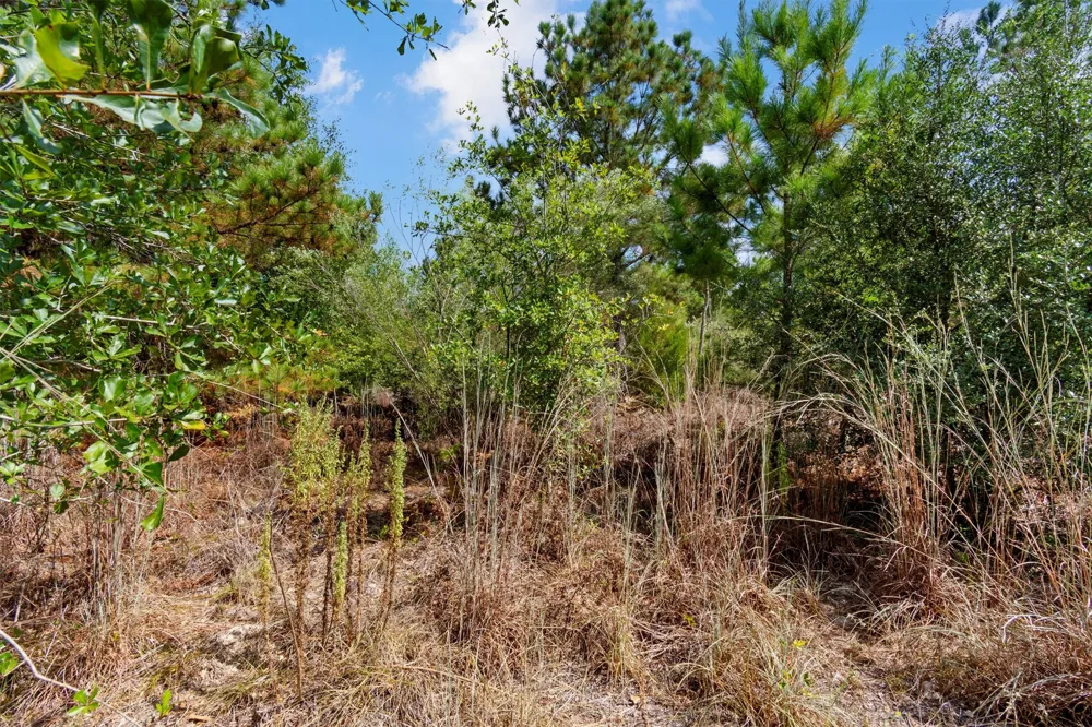 Tonkawa Drive Paige, TX 78659