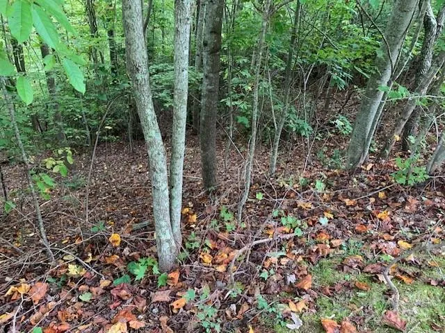 105 CROSSVINE TRAIL #15 Laurel Park, NC 28739