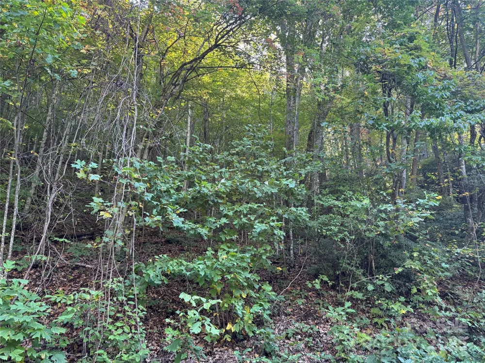 999 Red Oak Forest Road Fairview, NC 28730