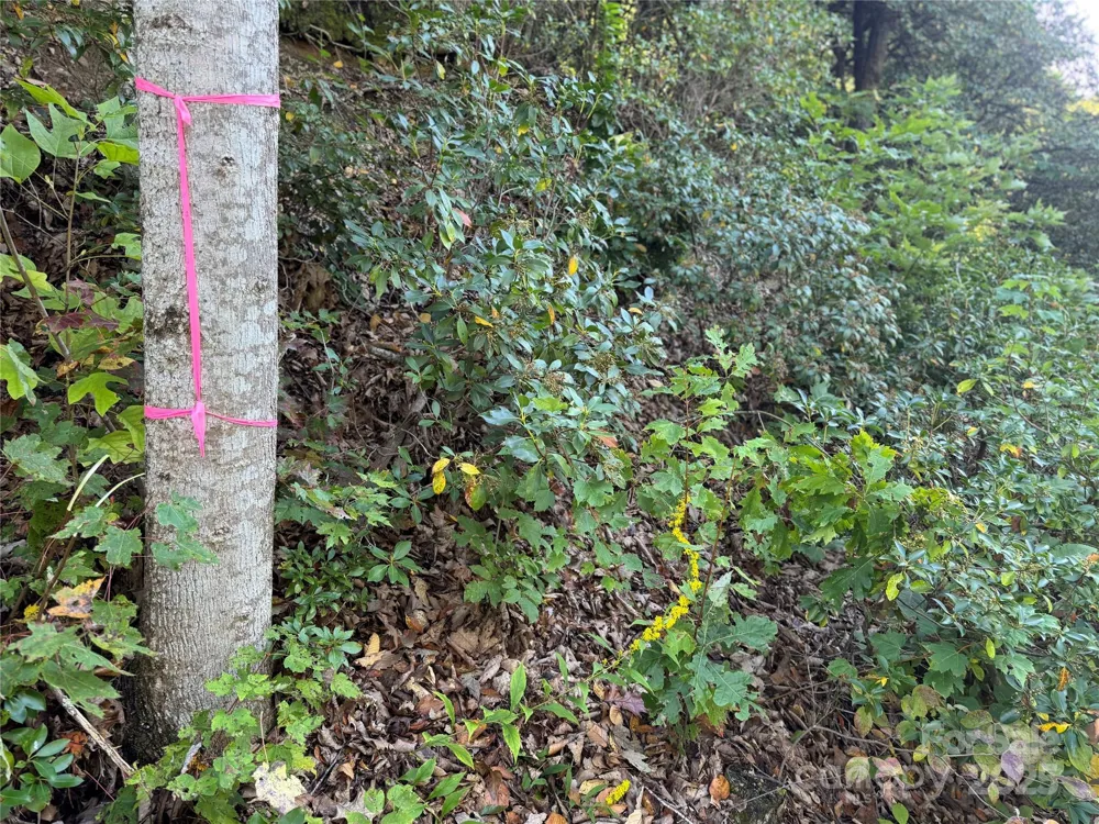 999 Red Oak Forest Road Fairview, NC 28730