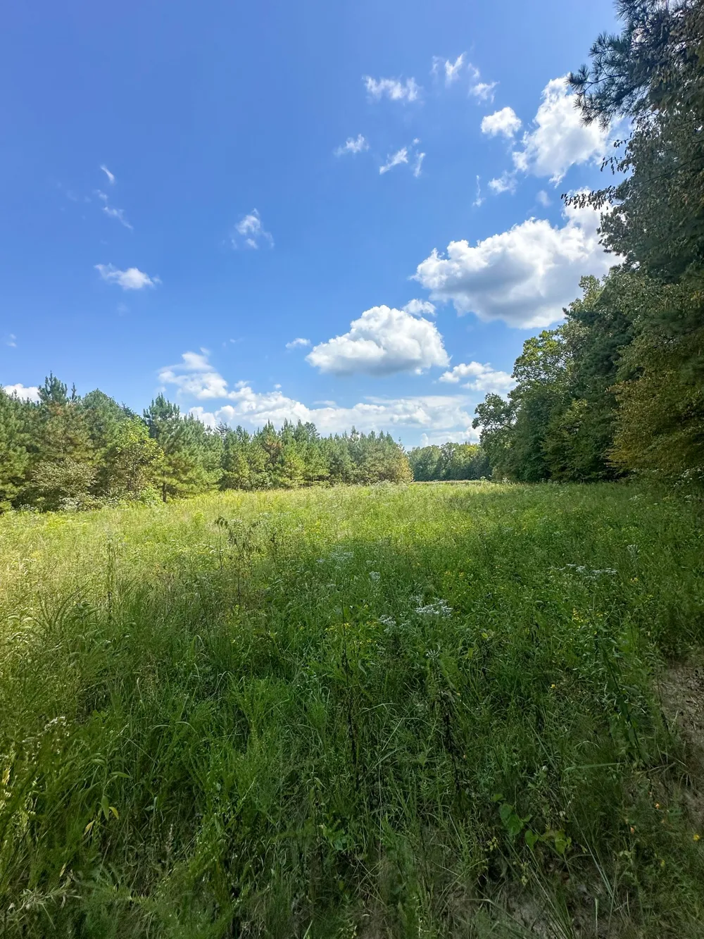 0 Jeannette Holladay Rd Parsons, TN 38363