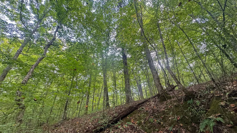 0 Jeannette Holladay Rd Parsons, TN 38363