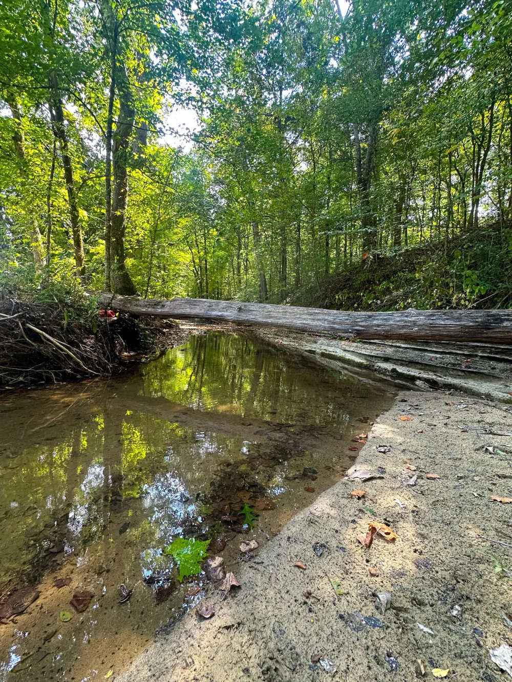 0 Jeannette Holladay Rd Parsons, TN 38363