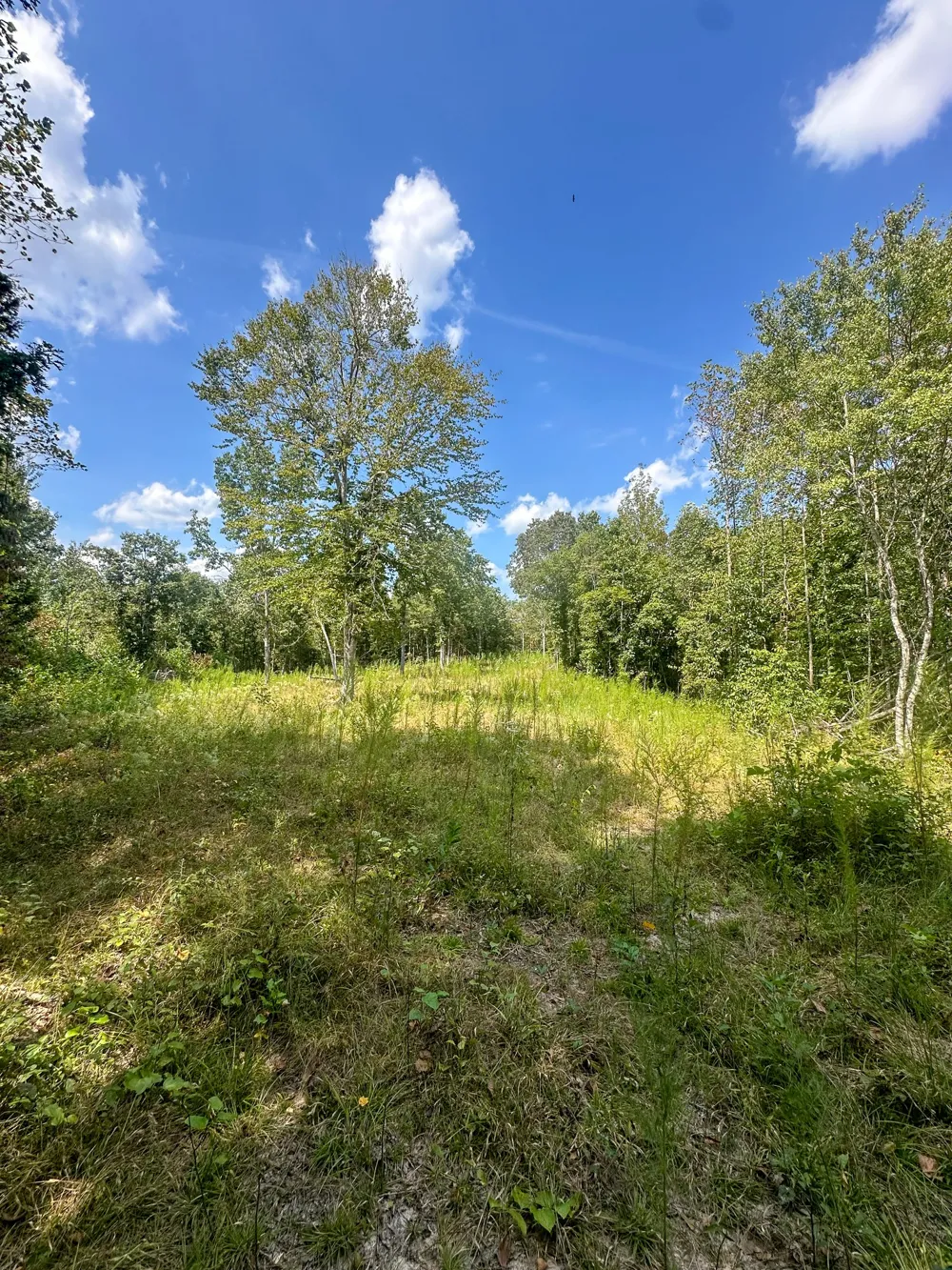 0 Jeannette Holladay Rd Parsons, TN 38363