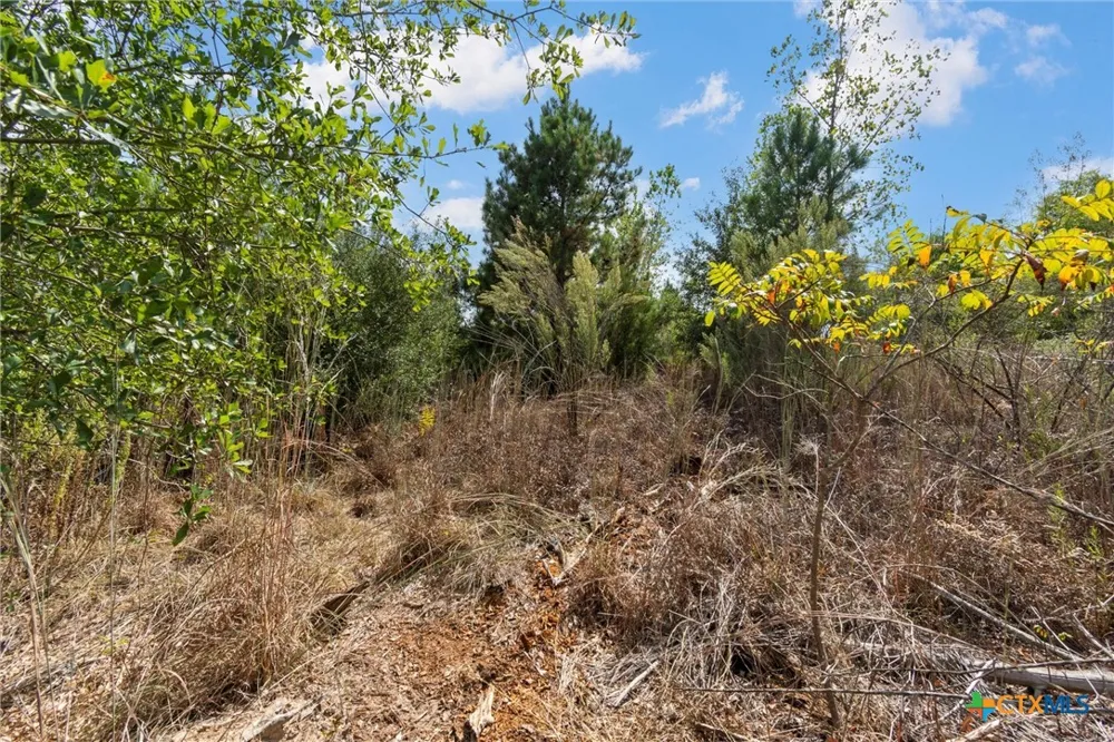 Tonkawa Drive Paige, TX 78659