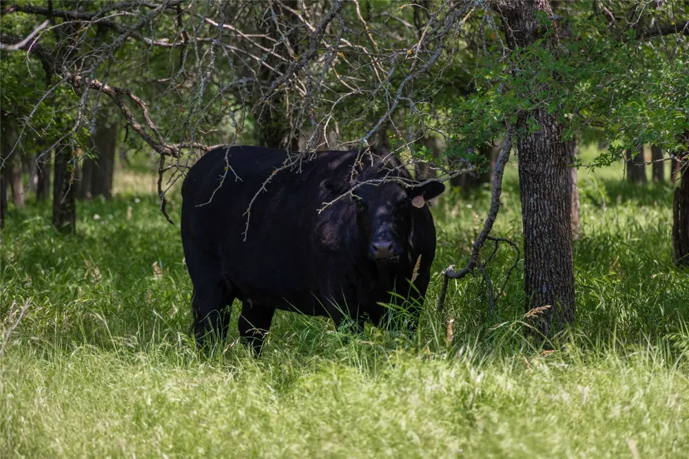 CR 267 Early, TX 76802