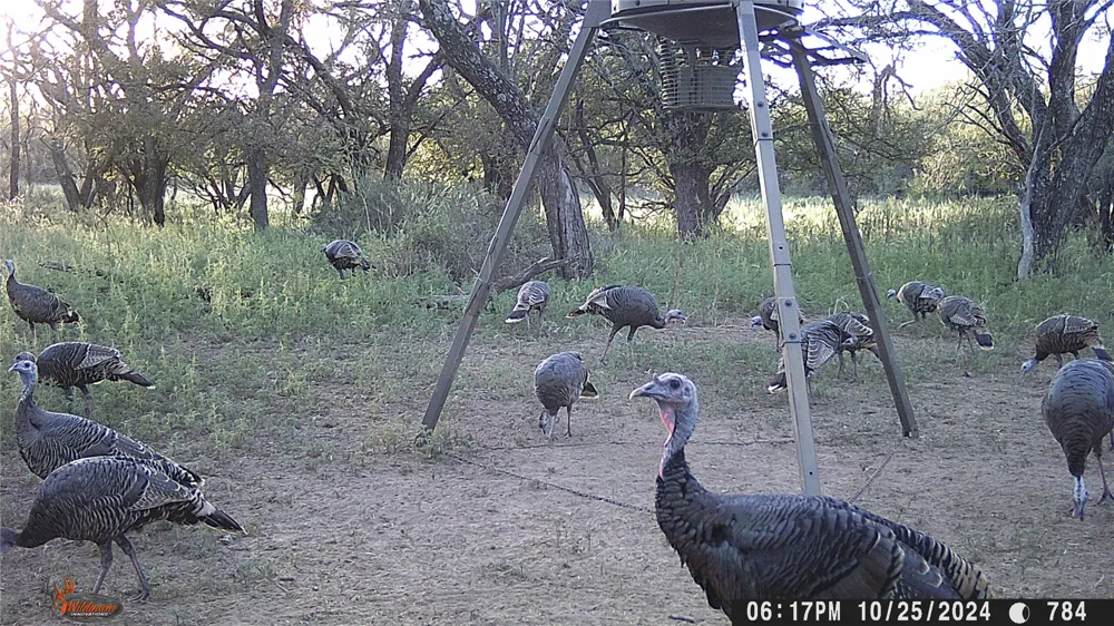 CR 267 Early, TX 76802