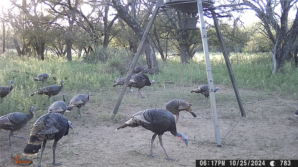 CR 267 Early, TX 76802