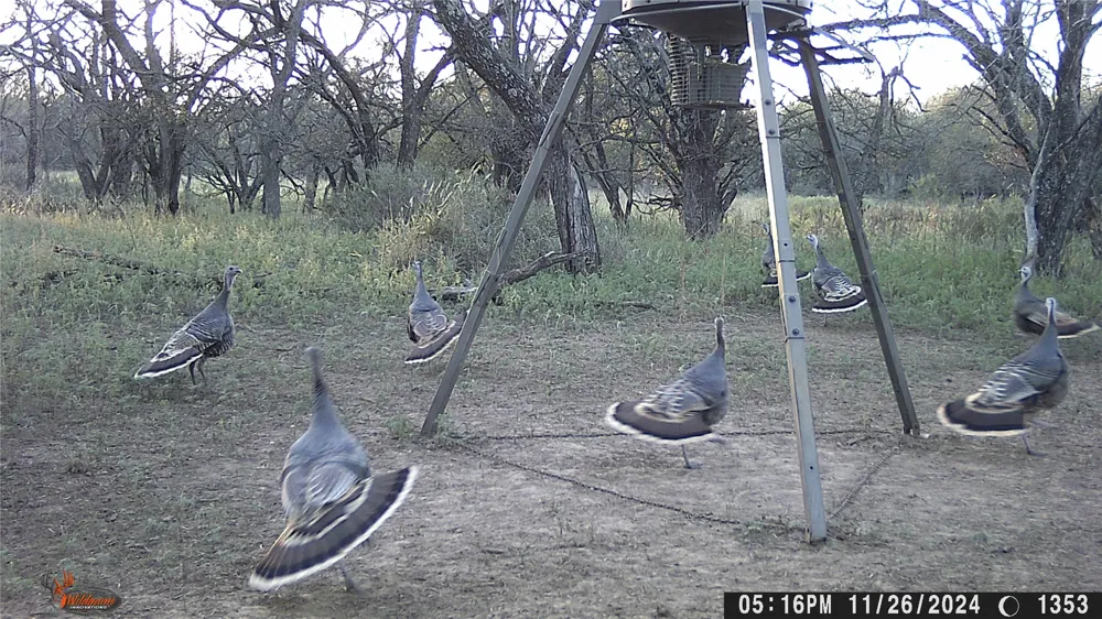 CR 267 Early, TX 76802