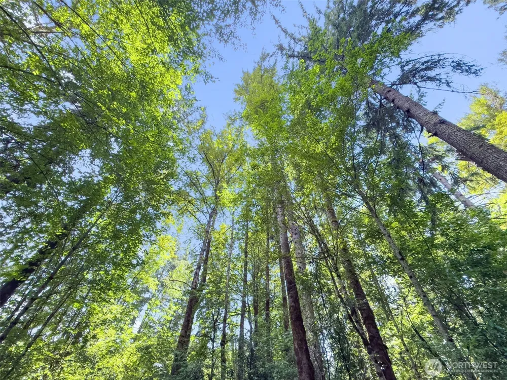0 XXX US Hwy 12 Glenoma, WA 98336