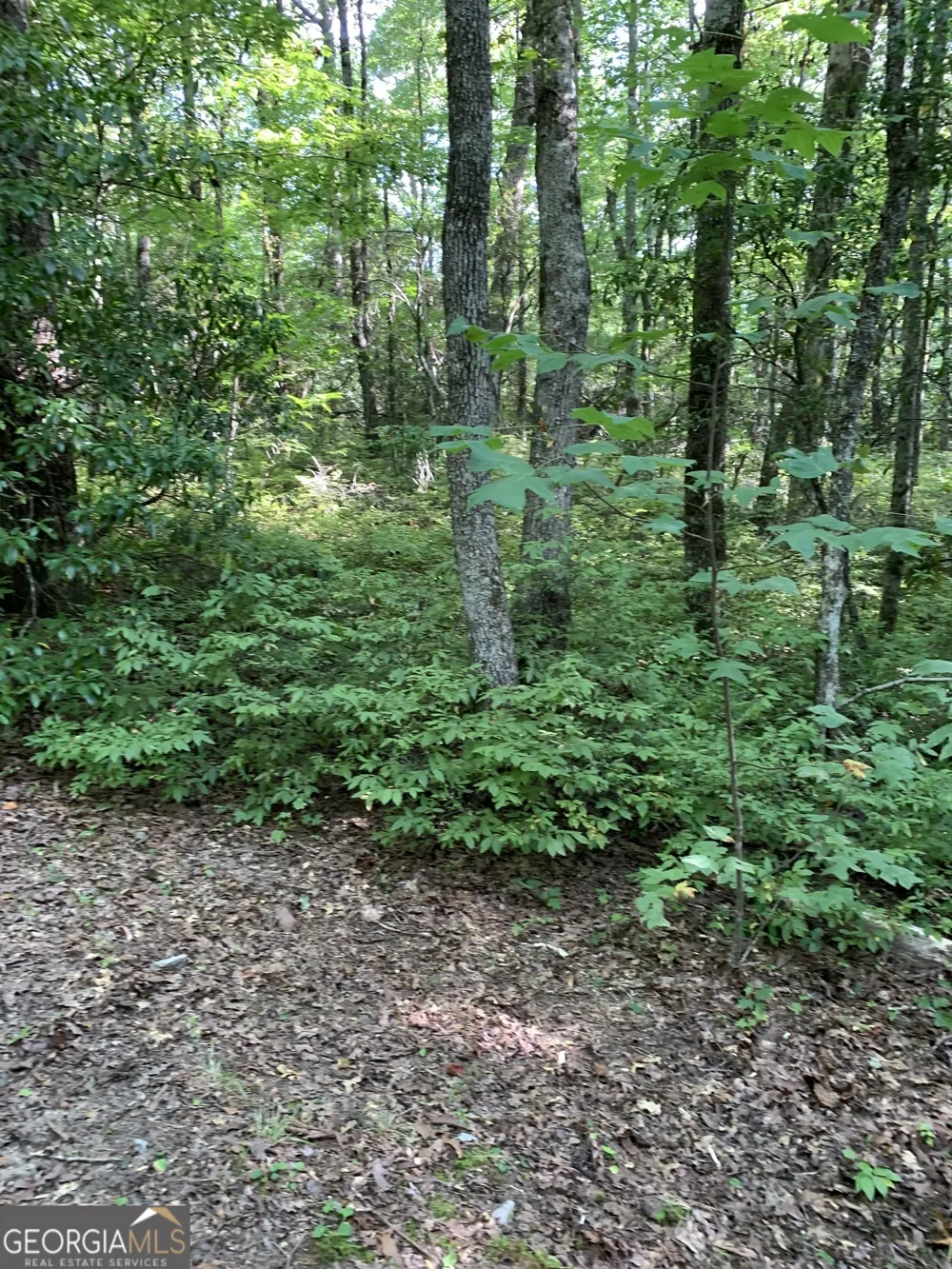 0 Maple Leaf DR Dillard, GA 30537