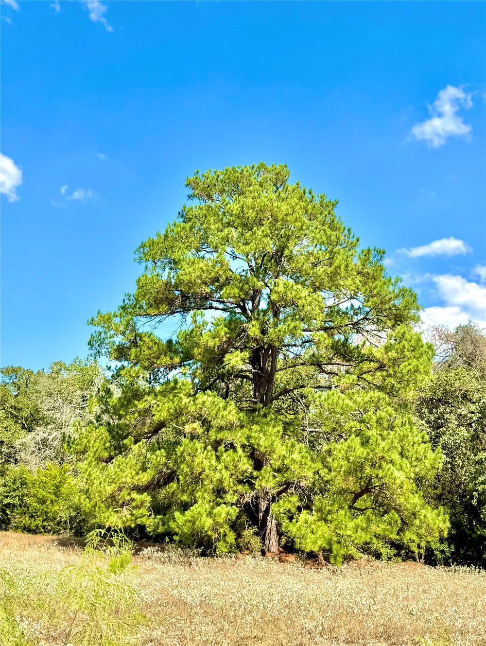 50 Rabel Road Rosanky, TX 78953