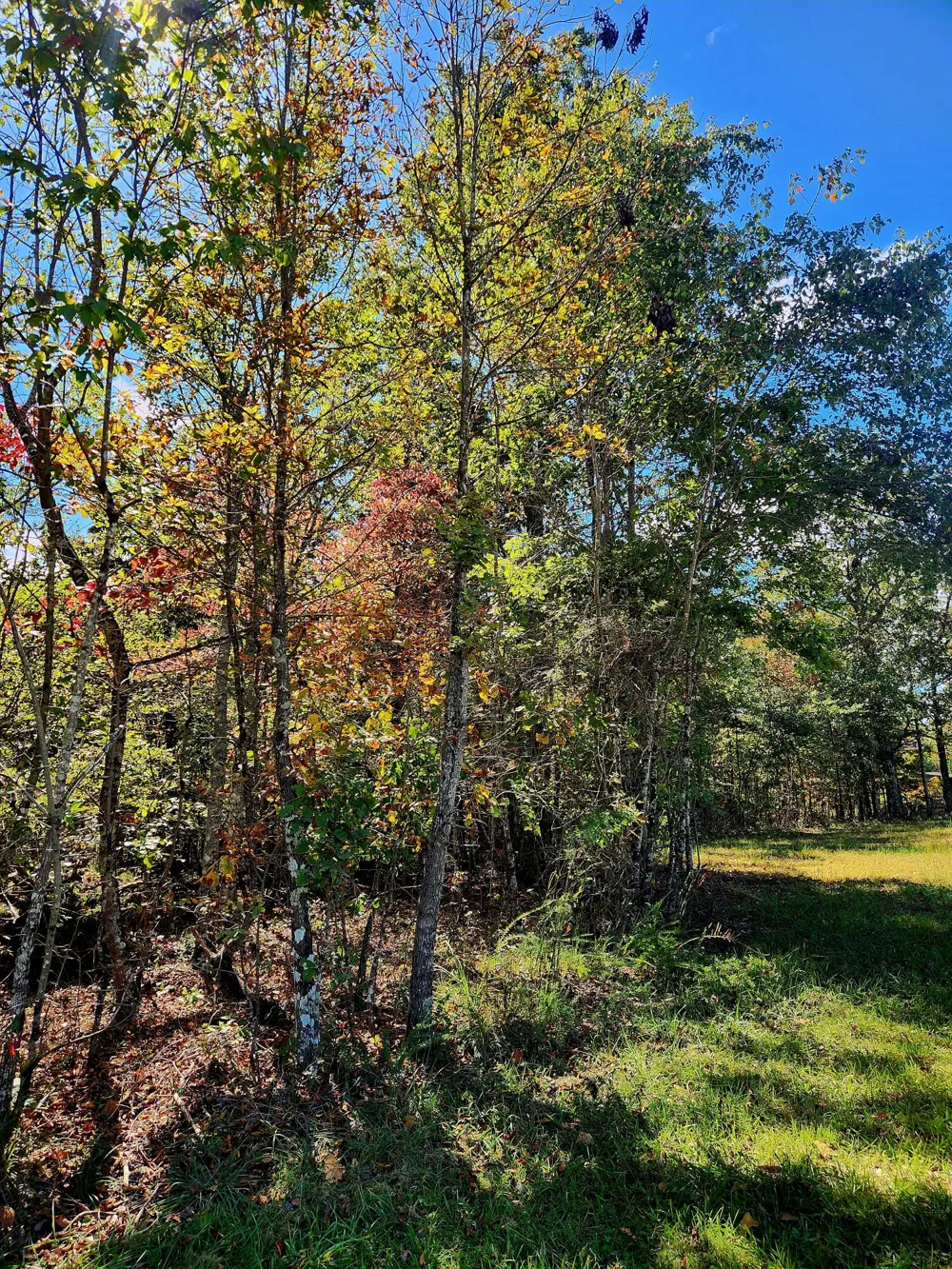 Long Branch Road Spencer, TN 38585