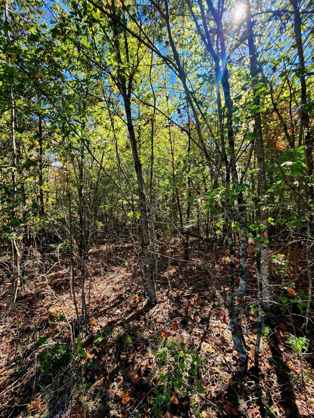 Long Branch Road Spencer, TN 38585
