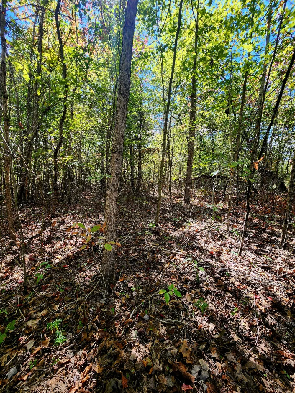 Long Branch Road Spencer, TN 38585