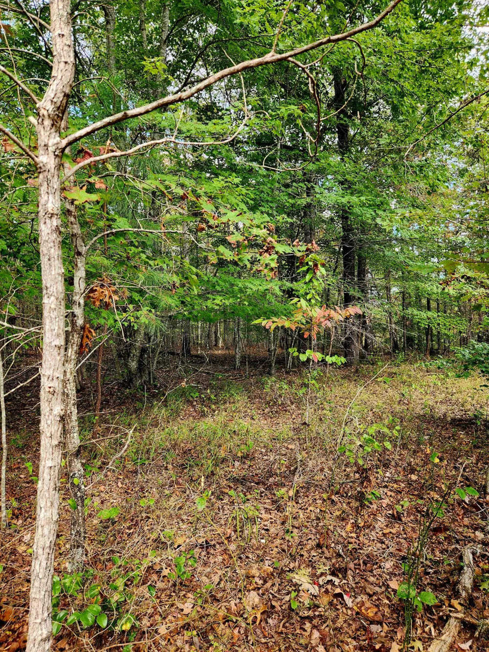 Deer Run Spencer, TN 38585