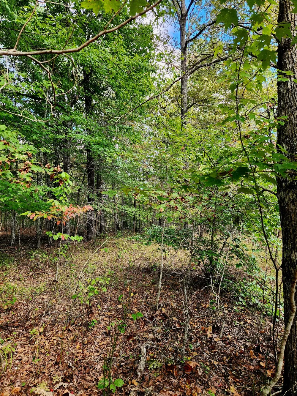 Deer Run Spencer, TN 38585