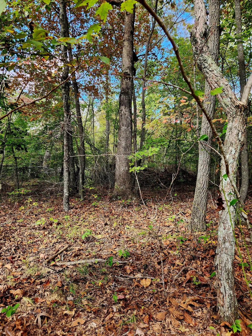 Deer Run Spencer, TN 38585