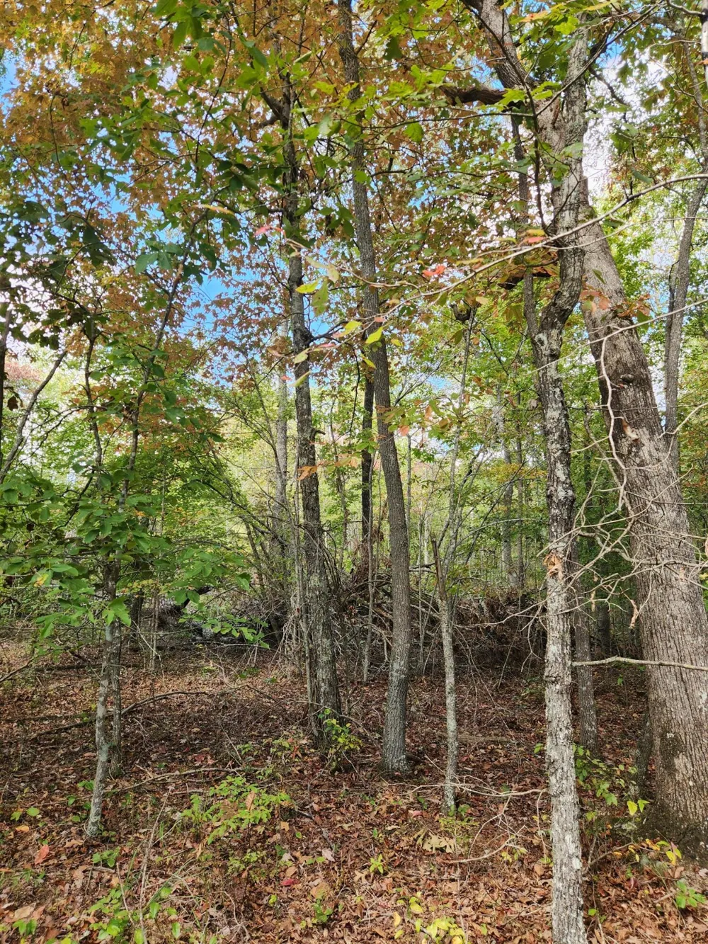 Deer Run Spencer, TN 38585