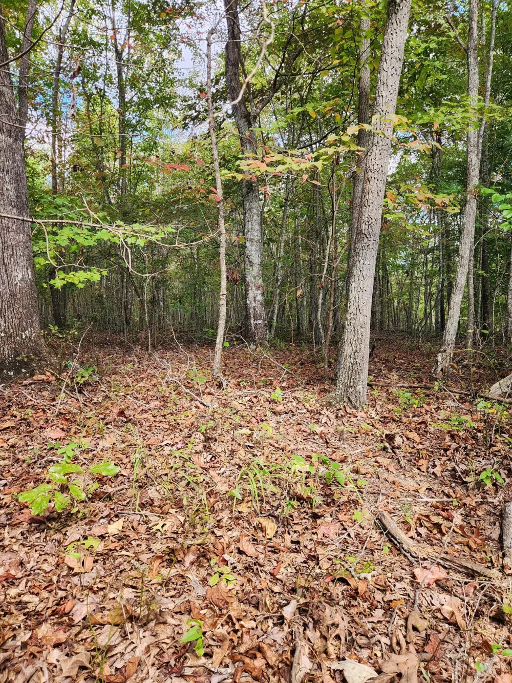 Deer Run Spencer, TN 38585